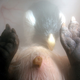Illustration for article titled Rare In Utero Images Glimpse Animals Inside the Womb